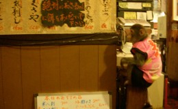 Not only the cat cafes! Summary of interesting izakaya pubs and cafes where you can be enteretained by animals.