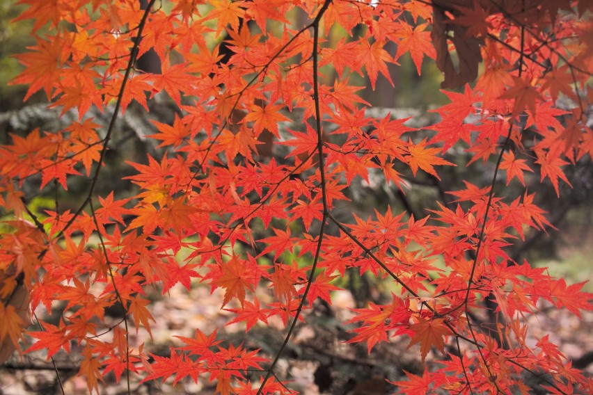美不胜收的北海道之秋!枫叶绝景观赏地