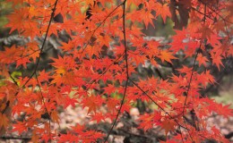 美不胜收的北海道之秋！枫叶绝景观赏地