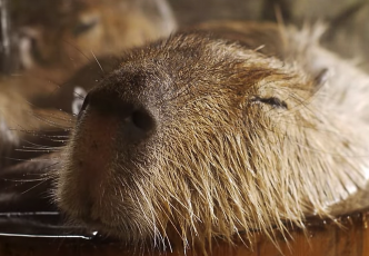 Hot spa with Capybaras, discover an onsen with and for rodents!