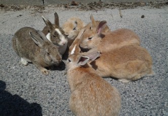 Okunojima : The Rabbit Island