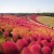 Hitachi Seaside Park: Harmonizing Nature And Culture