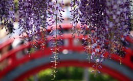 龟户天神社——绝对值得一去的神社