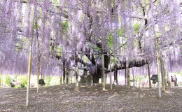 Ashikaga Flower Park