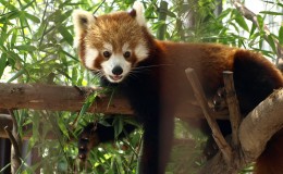 Animal Antics: Japan's Best Wildlife Sanctuaries