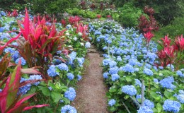 Blooming in the Rain: Okinawa’s Yohena Hydrangea Garden and Other Top Hydrangea Spots in Japan 
