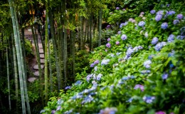 The Ajisai Garden of Hasedera Temple