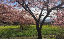 Mount Ogusu Day Hiking