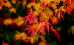 Autumn Highlights in Gifu