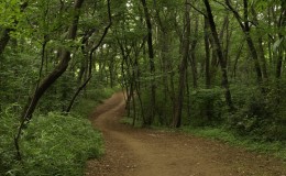 For All The Ghibli Fans: How About A Walk In The Totoro Forest?