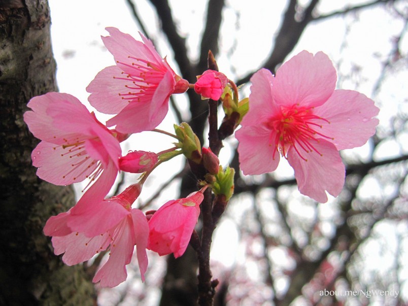 2 Okinawa Cherry Blossom