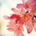 Japanese Flowers and Their Meaning