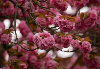 Endless Brevity in Cherry Blossoms