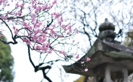 Ume Blossoms, The First Sign of Spring in Japan! 