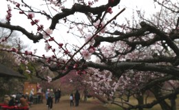 The Jindai Plum Festival