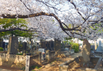 A Different Cherry Blossom Experience in Yanaka Cemetery