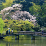 Shinjuku Gyoen: A Place of Relaxation in Shinjuku
