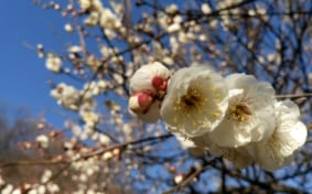 Furuoen Park plum blossoms