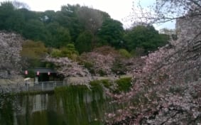 Cherry blossoms and Kanda River
