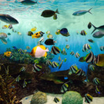 Marinepia Nihonkai: Marine Paradise at Niigata Aquarium