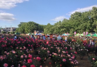 Coming Up Roses: Saitama Bara Matsuri