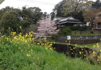 At Home in Rural Japan Pt. 2: The Spring Kitchen and Foraging of Wild Vegetables