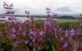 Lavender growing on the shore of Lake Kawaguchi, near Mt. Fuji