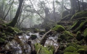 Yakushima cedar forest