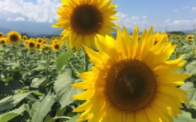 Sunflowers salute to the sun in Akeno, Yamanashi, Japan