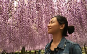 You can't help but marvel at the wisteria flowers