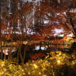 Magical Tokyo Winter Illumination Spots