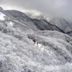 Winter Spectacles on Mt. Gozaisho
