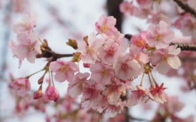 Cherry blossoms in Kawazu