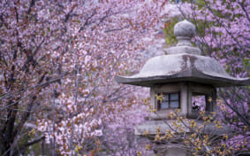 Cherry blossoms at a shrine in Sapporo, Hokkaido