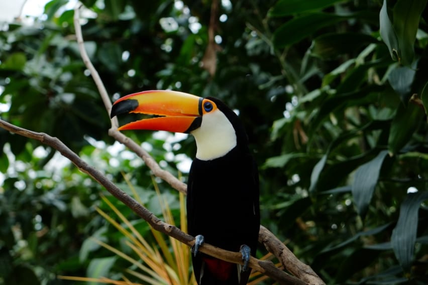 Toucan at Matsue Vogel Park