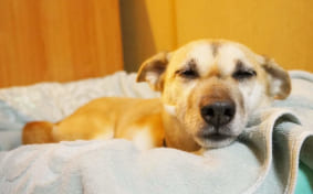 Cute dog relaxing on her bed