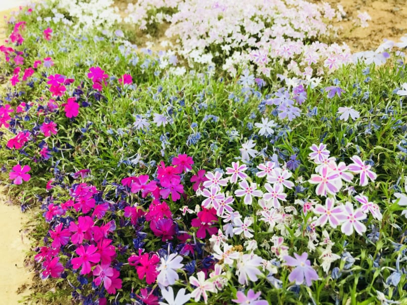 Magenta and white flowers in Koriyama