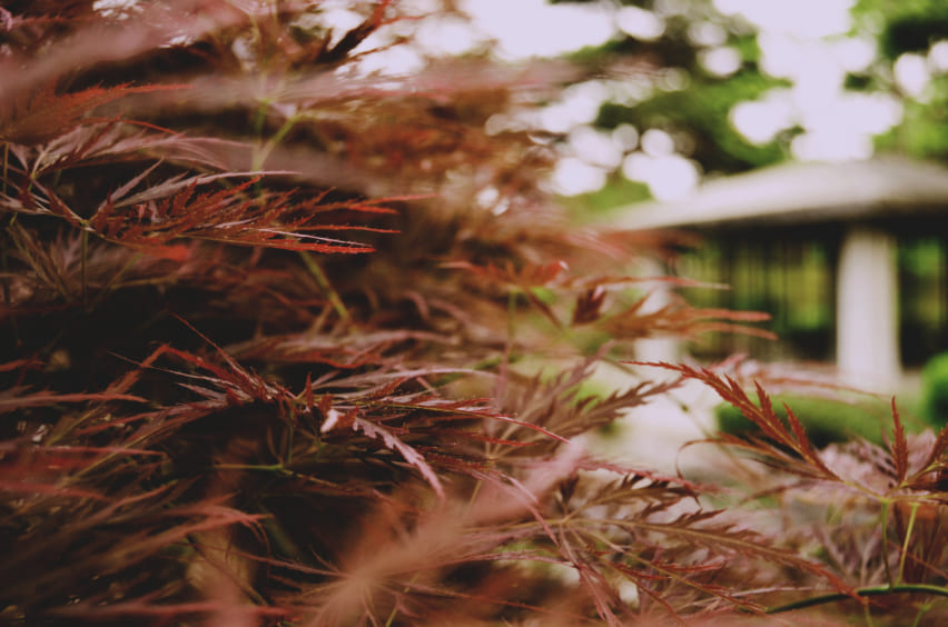 Plants in Hayama Park