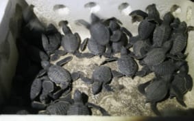 Baby sea turtles on the beach