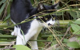 Black and white cat in the grass