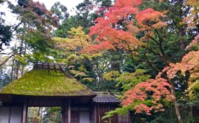 Honenin's thatched-roof gate with bright red autumn foliage above
