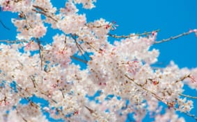 Cherry blossoms against blue sky