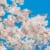 Cherry blossoms against blue sky