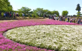 pink and white moss phlox