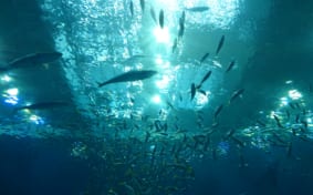 Ocean Harmony – Okinawa Churaumi Aquarium