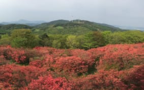 Panorama of pinkish-red azaleas against a background of green hills