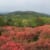 Panorama of pinkish-red azaleas against a background of green hills
