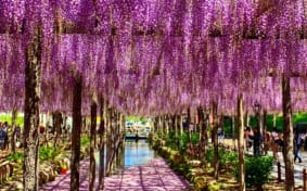 Pink wisteria hanging over the water
