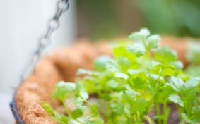Coriander Trend in Japan