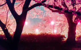 Cherry blossoms lit up at night and hanging paper lanterns